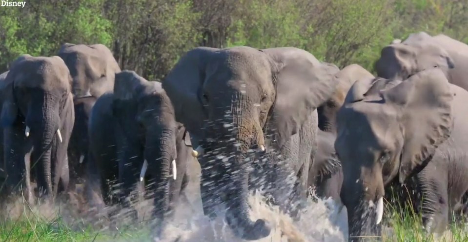 The documentary makers say that Meghan was "fascinated" by the matriarchal leaderships in the herd