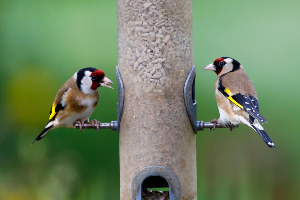  There are many things around the house that can be turned into a bird feeder