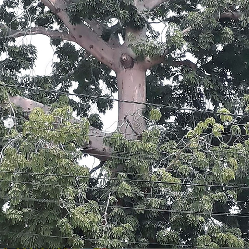 The tree shown in daylight