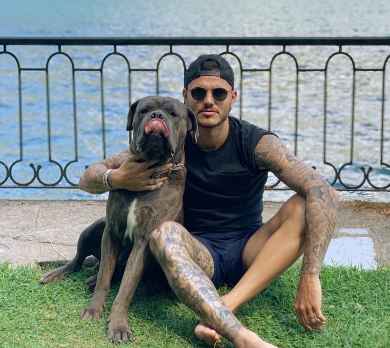  Icardi is a dog lover and has a Neapolitan Mastiff