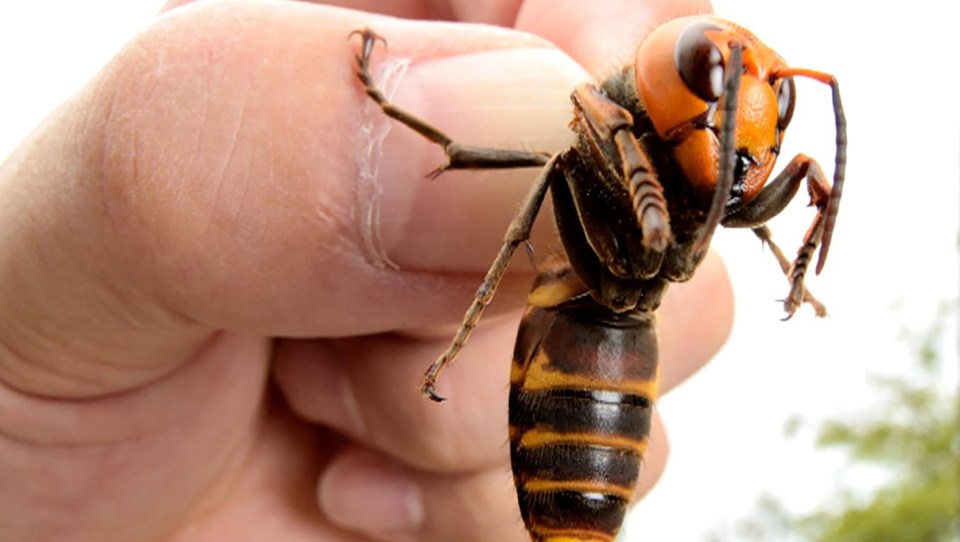  Asian hornets can give you a nasty sting