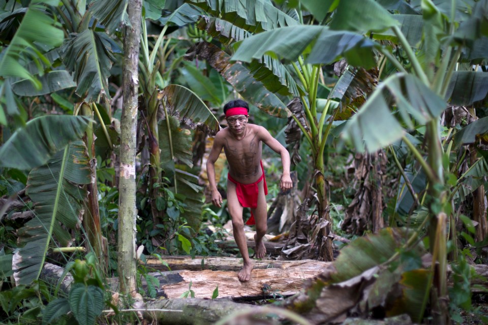  Seven tribesmen have reportedly contracted the deadly virus across the Amazon states of Pará, Amazonas and Roraima