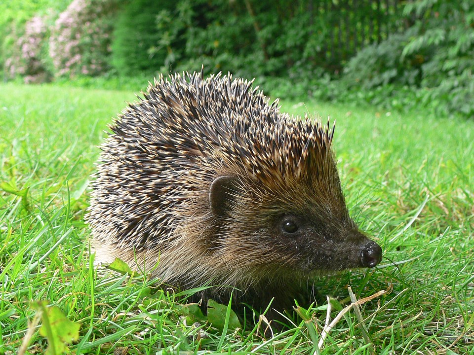  You can feed hedgehogs with tinned cat or dog food