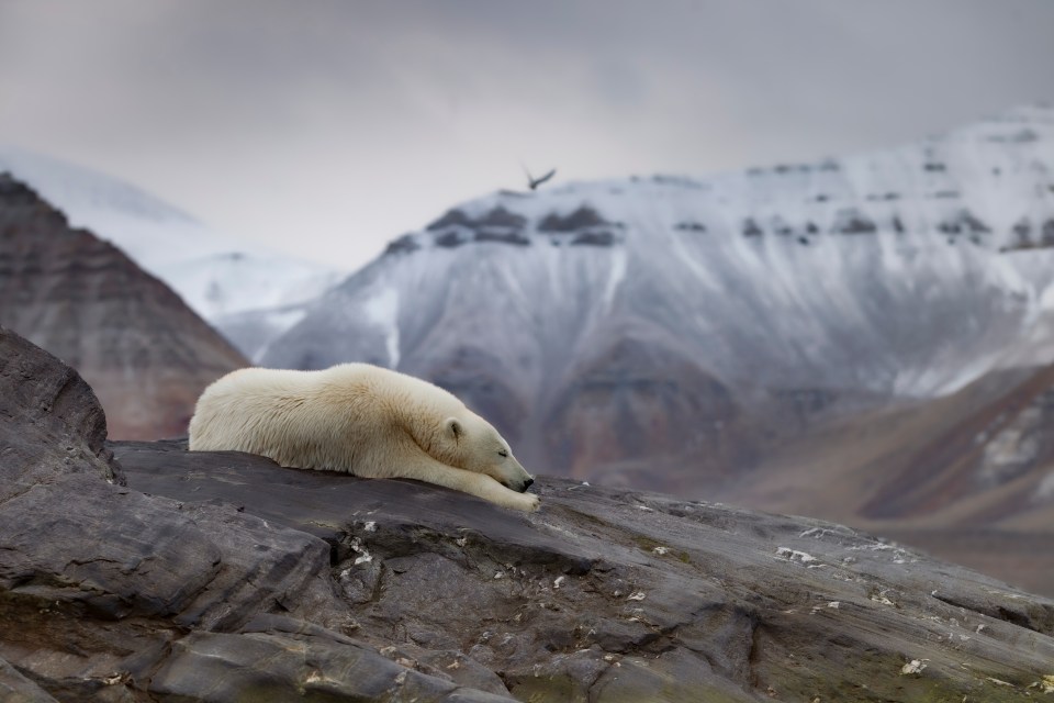  'Polar bear in an iceless land' by @uglefisk