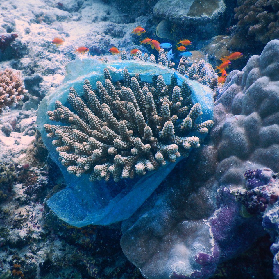  'Plastic bag on a coral colony' by @ashwaag2233