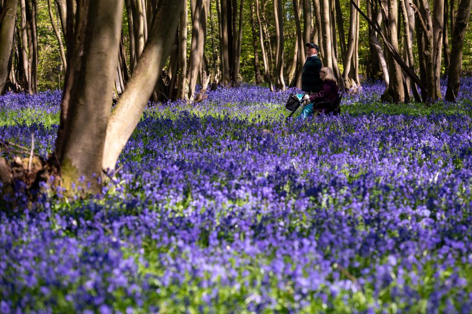  Spring's bluebell's have come out in Shrawley Wood in Worcestershire