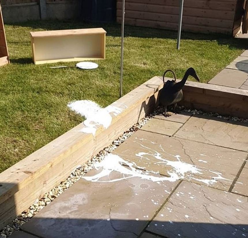  One woman shared a snap of her paint-splattered patio after an accidental spillage that wasn't her fault.. or so she says