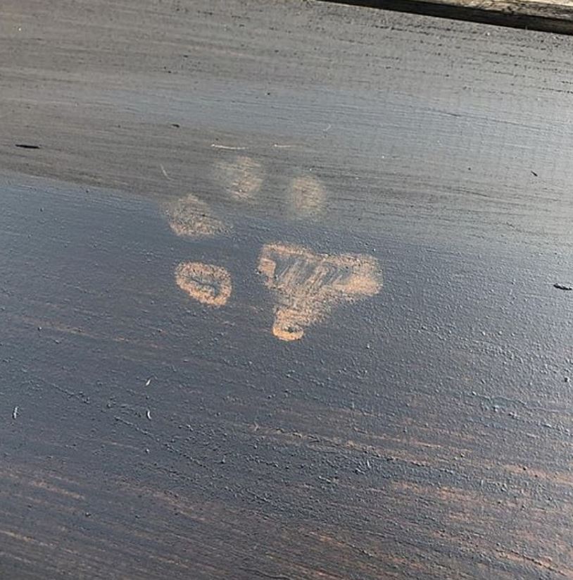  It was no treats for this pooch after he walked across his owner's newly stained wooden floor with mucky paws