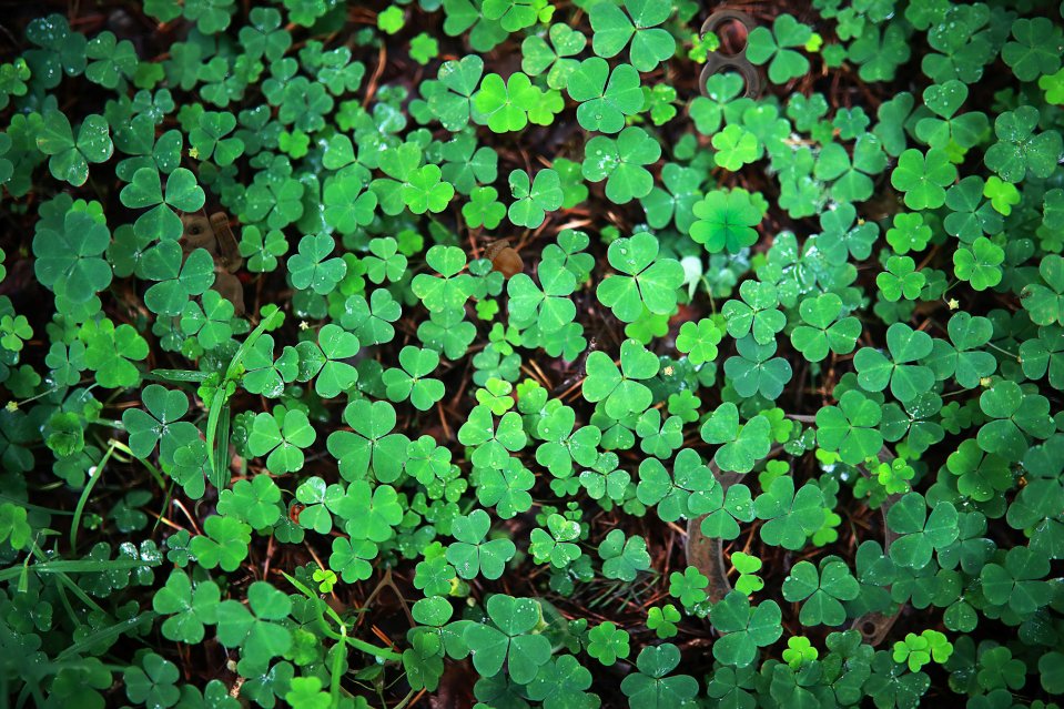 Can you find eight worldwide symbols of good luck in this field of clover?