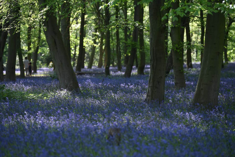 Bluebells blloming in London. The sunshine is set to continue today and into the weekend 