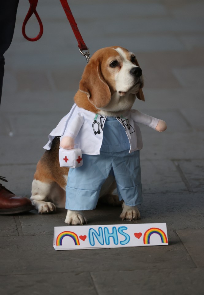  A dog wearing a doctors suit is seen outside Chelsea and Westminster Hospital for the Clap For Carers