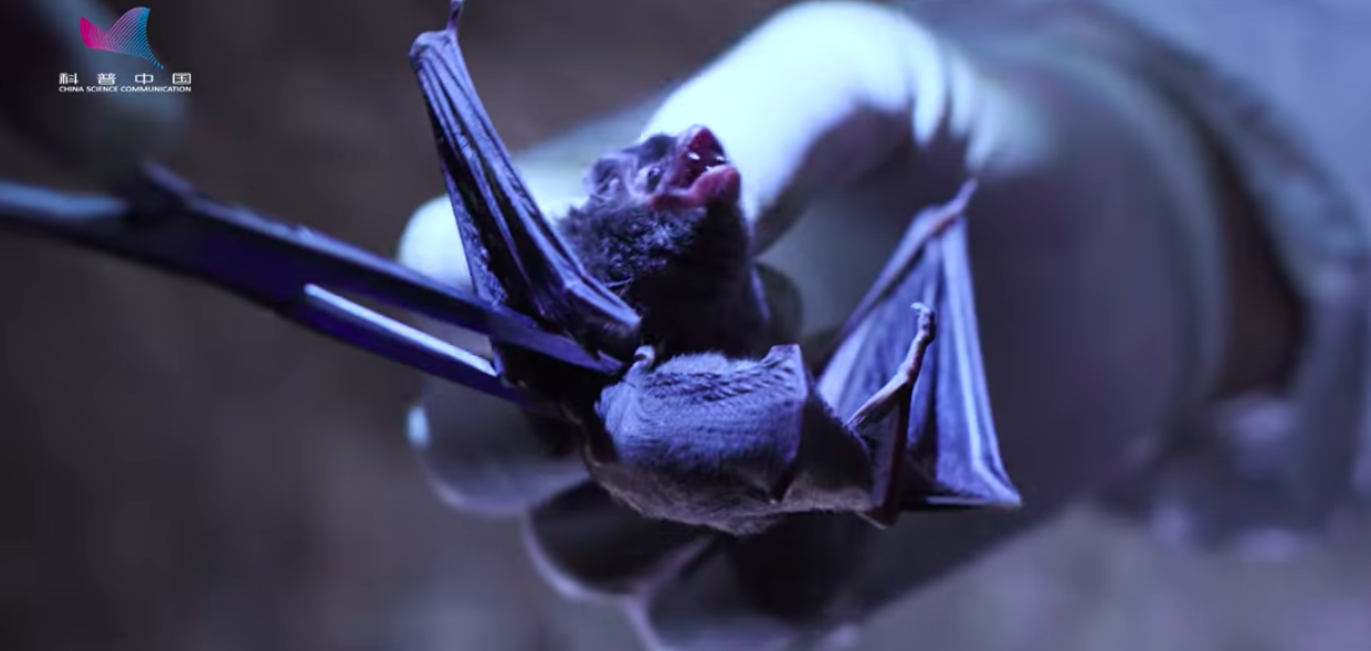  A bat is caught and then taken away to study in a video by the Wuhan Centre for Disease Control released in December 2019