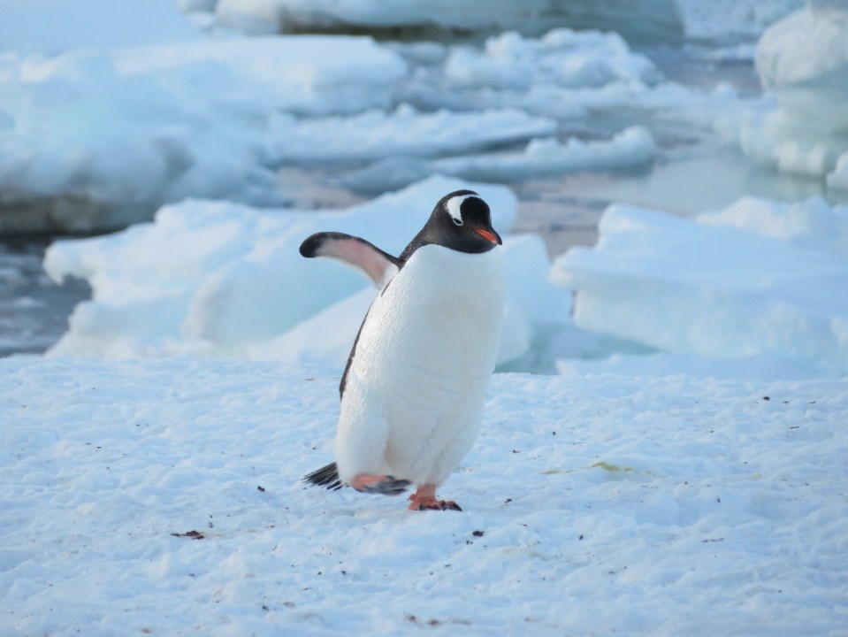 Roughly 2,000 penguins share Goudier Island with Lockroy's workers