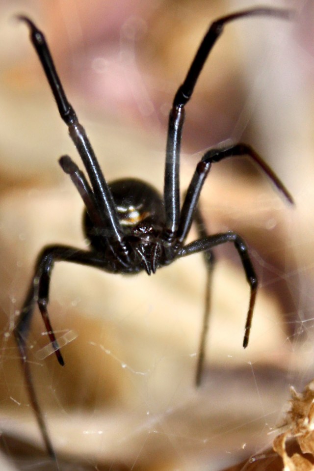  The black widow is clearly identified by the red mark on its abdomen