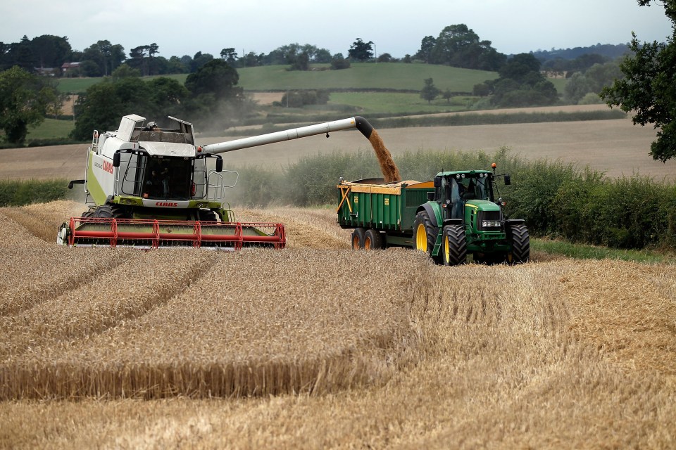  Farmers say cereal crops across large swathes of the country are beginning to show signs of drought-stress