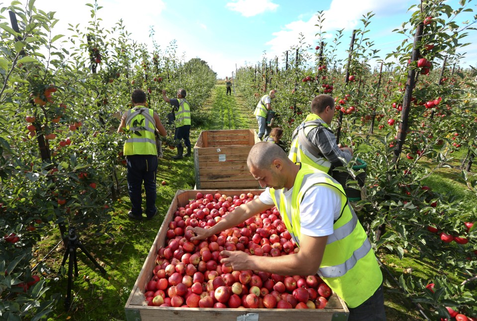  The Government's new website urging Brits to join a Land Army to pick fruit and veg crashed within seconds of launching