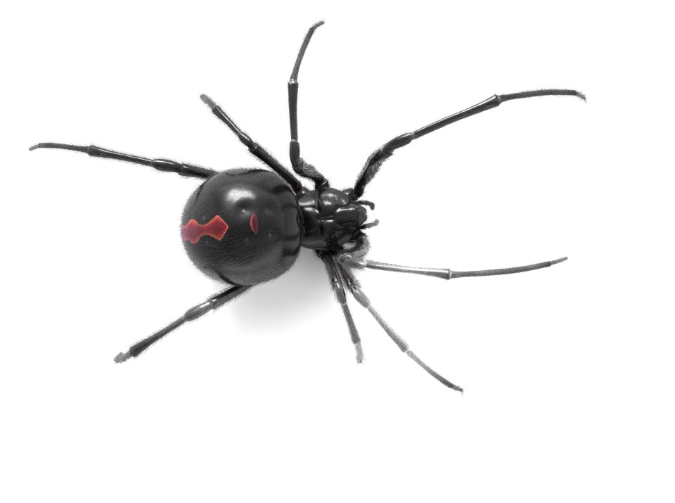  The black widow spider has a venomous bite which can be dangerous