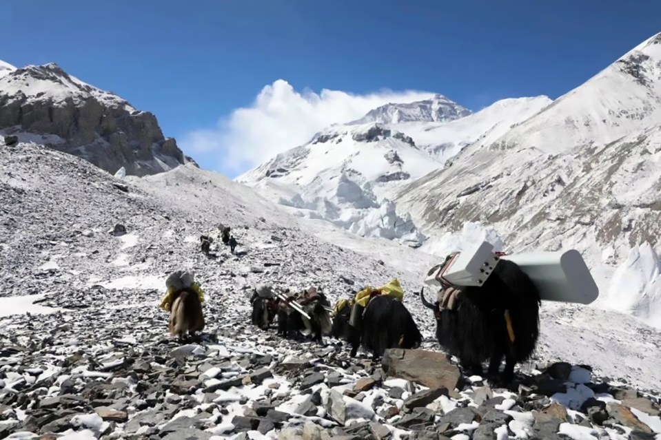  Yaks carrying equipment up Mount Everest as Huawei and China Mobile staff install the world's highest 5G tower at 6,500 metres (21,325 feet)