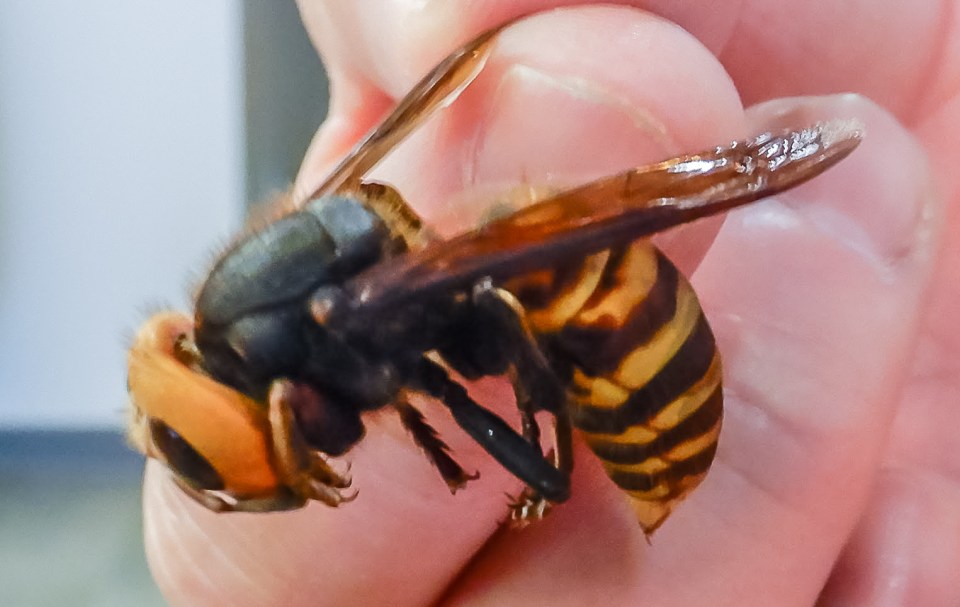  Up to fifty people die from the sting of the murder hornets per year