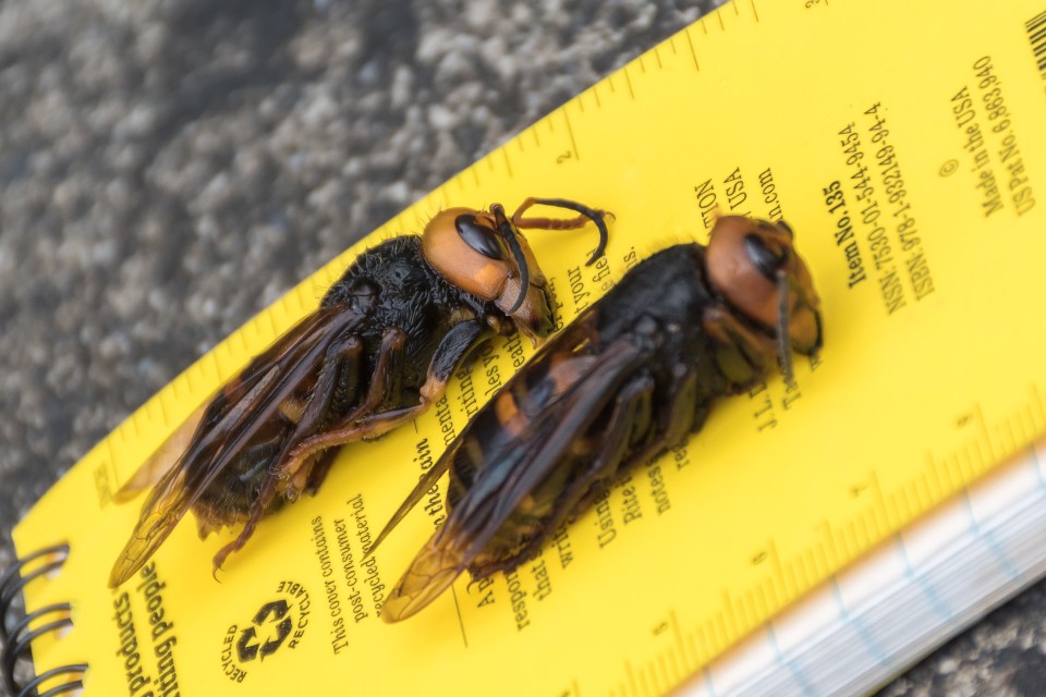  The European hornet is only half the size of the deadly Asian murder hornet