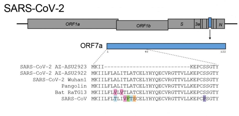  In one sample taken from the Arizona State University research, scientists found a deletion of 81 genes - a pattern that was also seen in the SARS outbreak