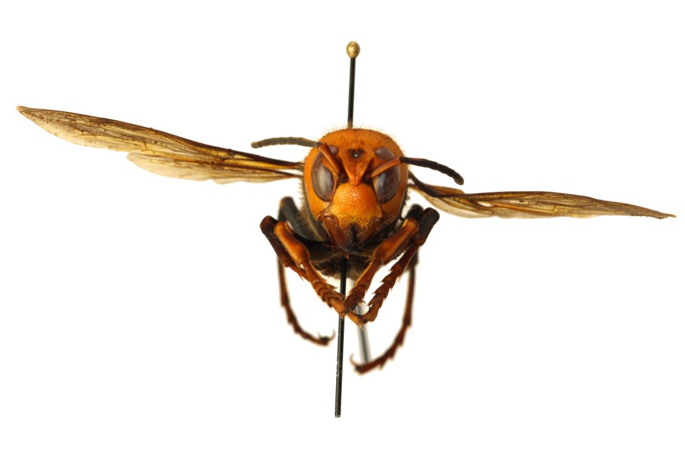  The Asian hornet has been spotted in the US