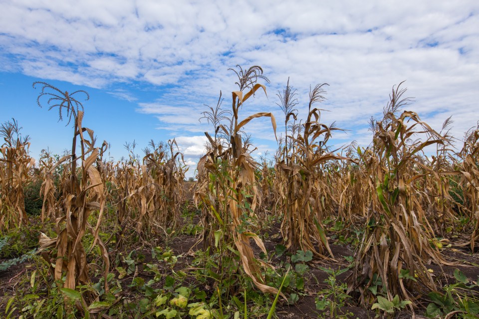  If temperatures in some countries were to hit averages of 29C , many people would have to migrate to cooler regions as vast swathes of farmland is rendered useless