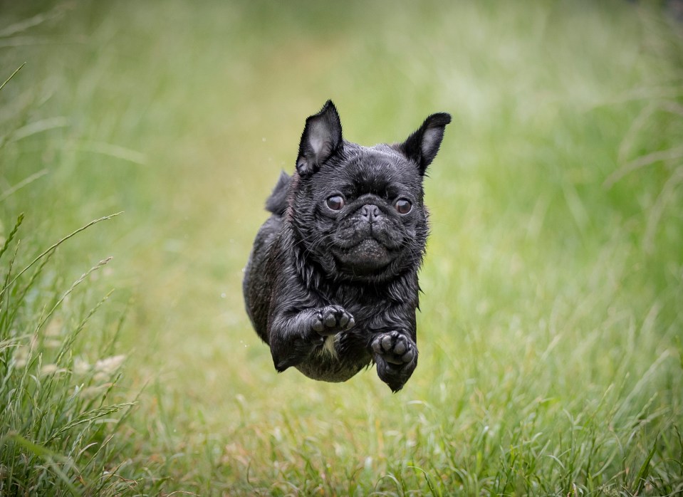  This black pup was pictured mid-bounce