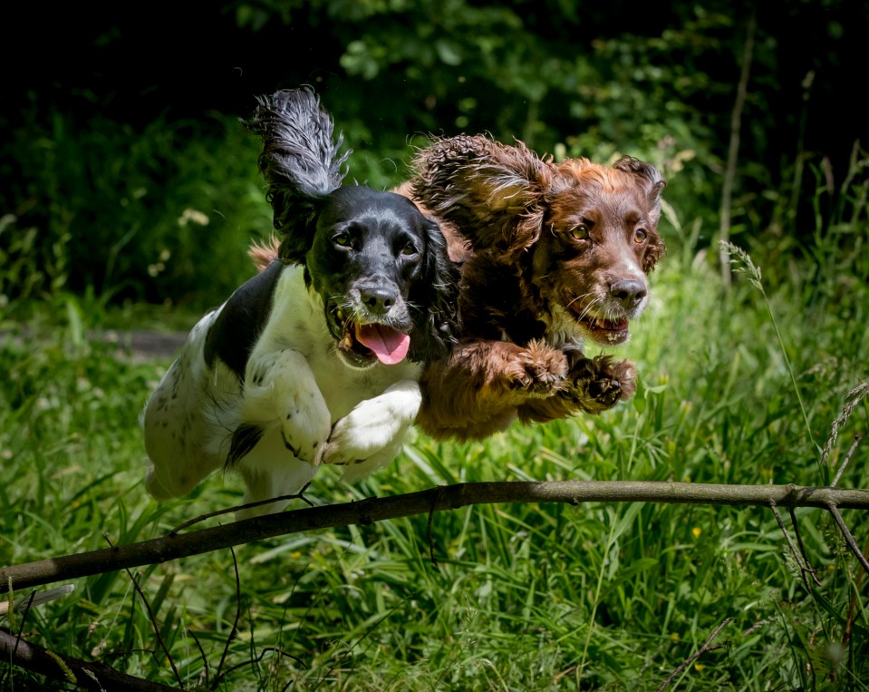  This pair were caught bouncing over a branch