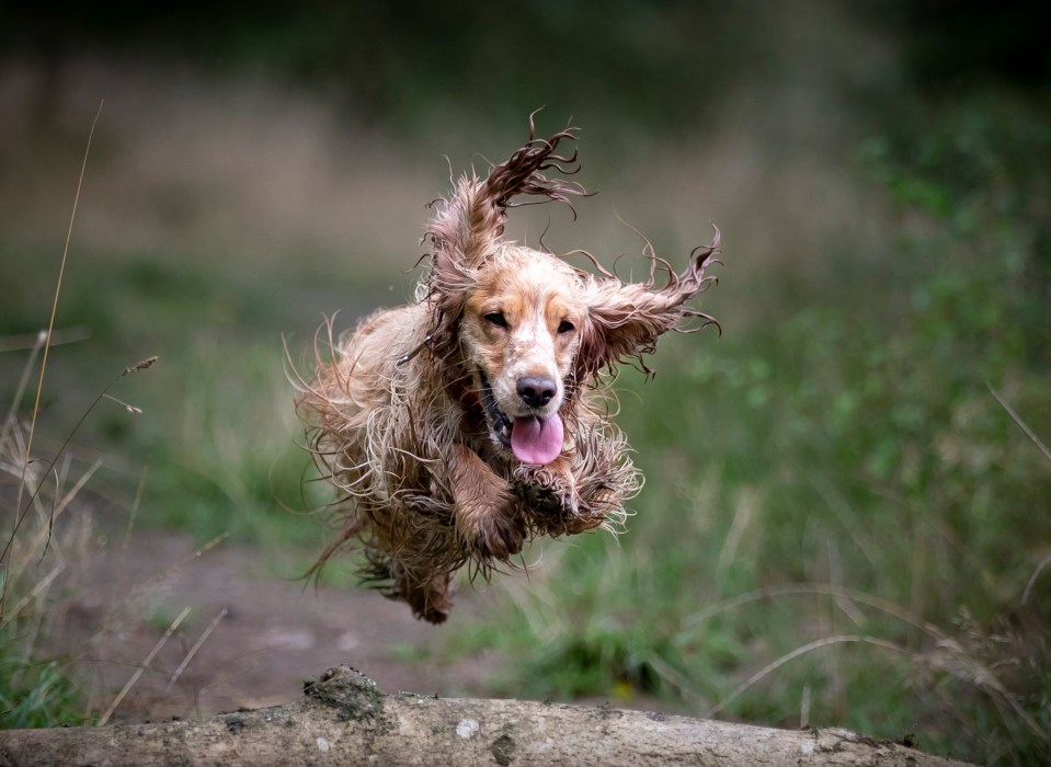  The paws-out pets look like they are in Superman pose as they soar above the ground