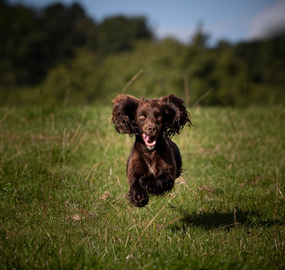  This pooch poses with his tongue out as he takes a giant leap