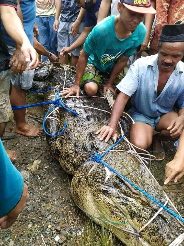  The crocodile was eventually caught using chicken as bait