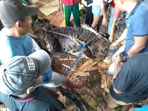  Villagers look on as the crocodile was pulled ashore