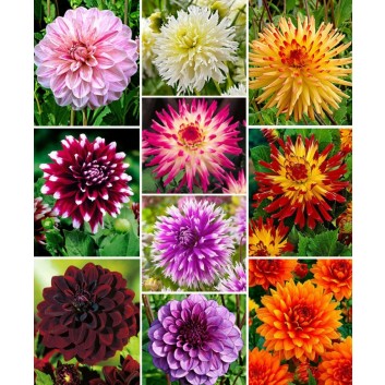 Bright and bold, you can cut dahlias and bring them inside in vases