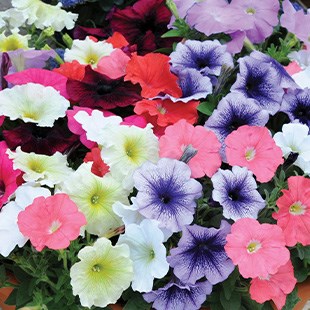 A bundle of petunia plants is £13.99 from Gardening Direct