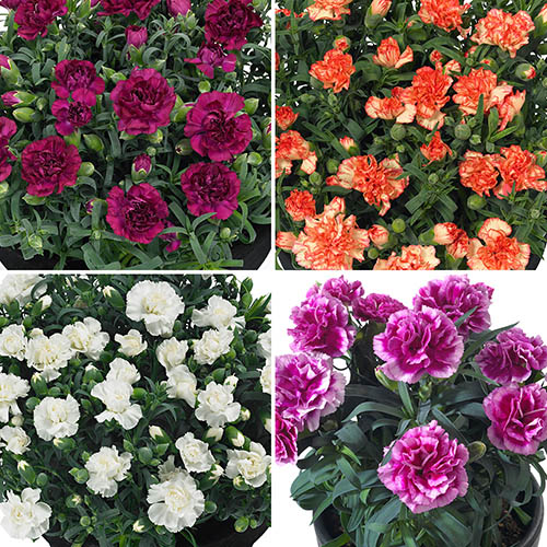 You Garden is selling 12 carnation plants for £15