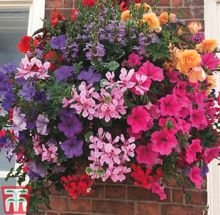 This hanging basket will add colour to any drab garden