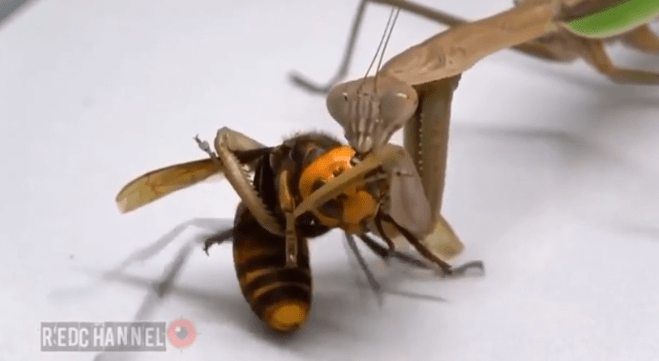  Up to fifty people die from the sting of the murder hornets per year