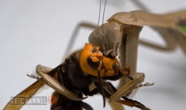  The 'murder hornet' tried to fight back even with half its head missing