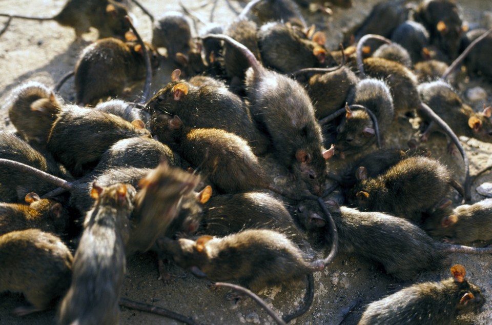 The rodents gather together in colonies and even eat each other