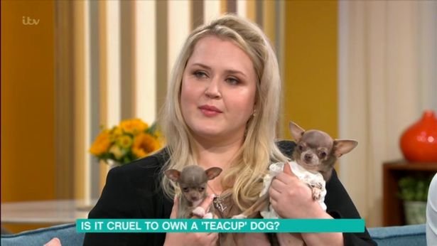  lena was at the centre of controversy again in 2018 when she appeared on This Morning with three chihuahuas