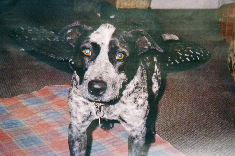 Bradley John Murdoch’s dog, which Lees claimed was at the scene