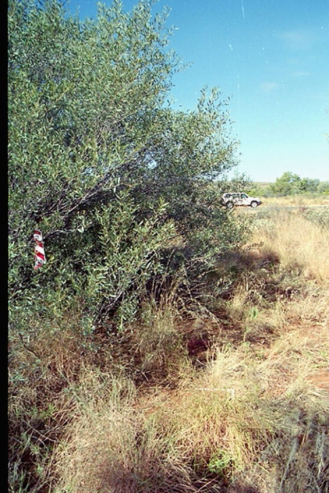 The scrubland where Falconio and Lees were allegedly assaulted