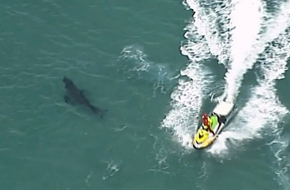  A shark biologist confirmed a white shark was responsible for the fatal attack