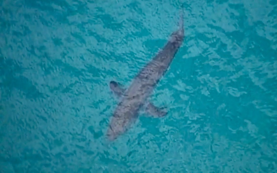  Cops said the shark had been sighted on a number of occasions just off the shore