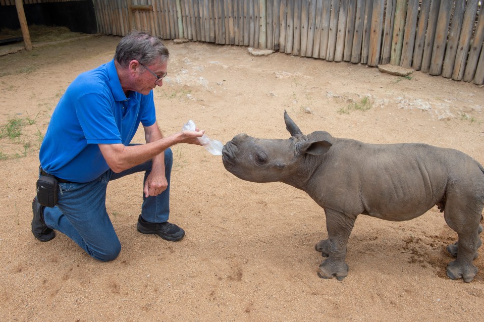 Lord Ashcroft's focus has been on exposing those who raise captive-bred lions