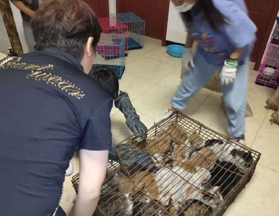 A local animal rescue group arrived on the scene and saved the cats from their cruel fate