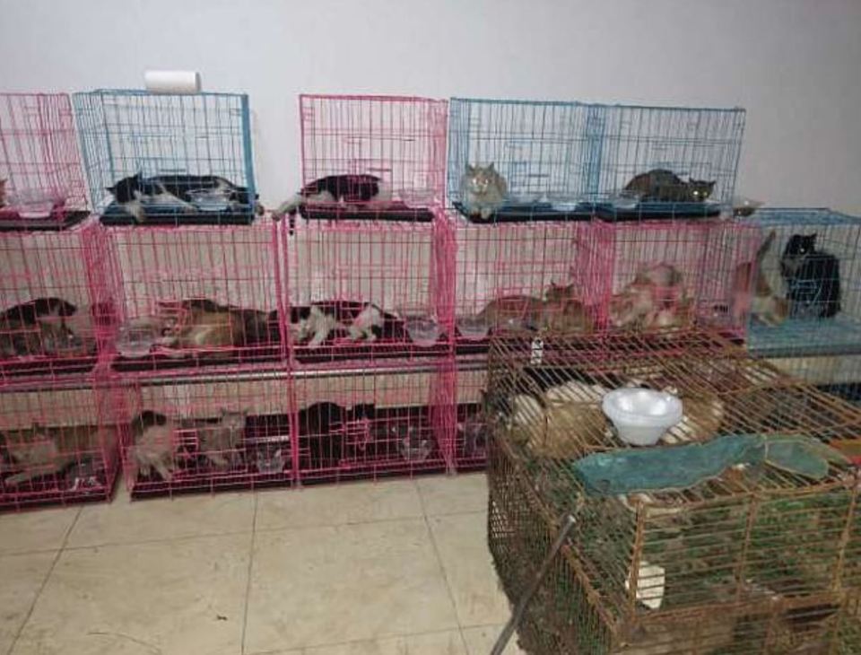 The cats have now been moved into pet cages and have been given water and food as they await their new homes