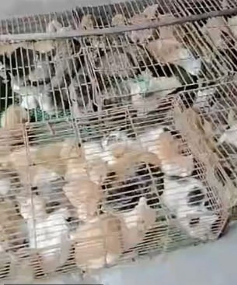 Around seven hundred of the felines were rescued from the cages in China