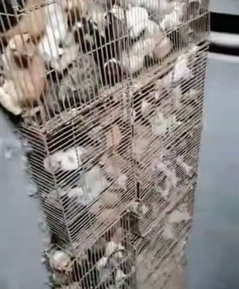 Hundreds of stolen cats were found crammed into tiny rusty cages 